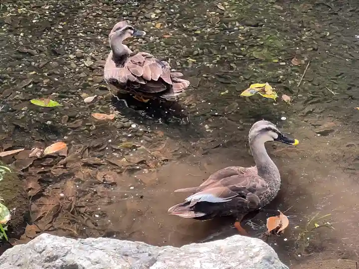 武蔵一宮氷川神社(埼玉県)