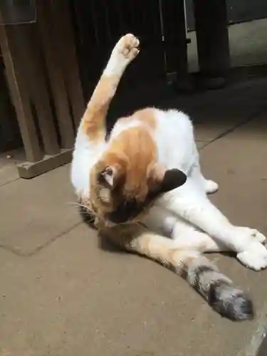 戸越八幡神社の動物