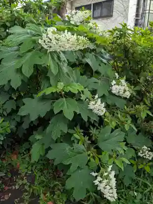 白幡八幡神社(神奈川県)