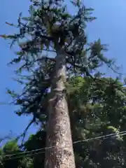 滑川神社 - 仕事と子どもの守り神の自然