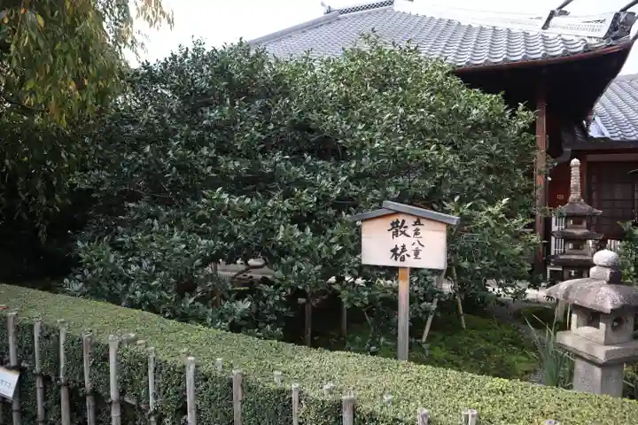 地蔵院(椿寺)(京都府)