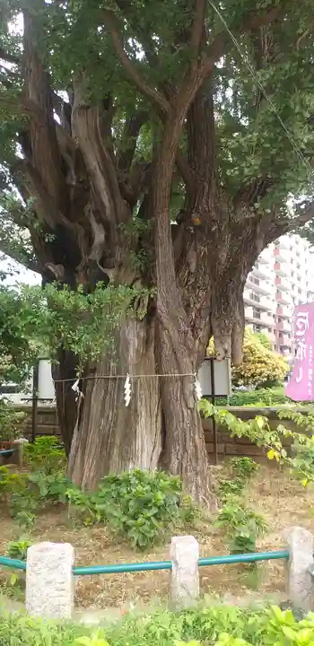 磐井神社の自然