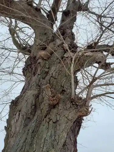 駒形神社(中袋観音堂)の自然