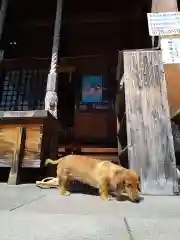 杉杜白髭神社の動物