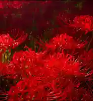 高麗神社(埼玉県)