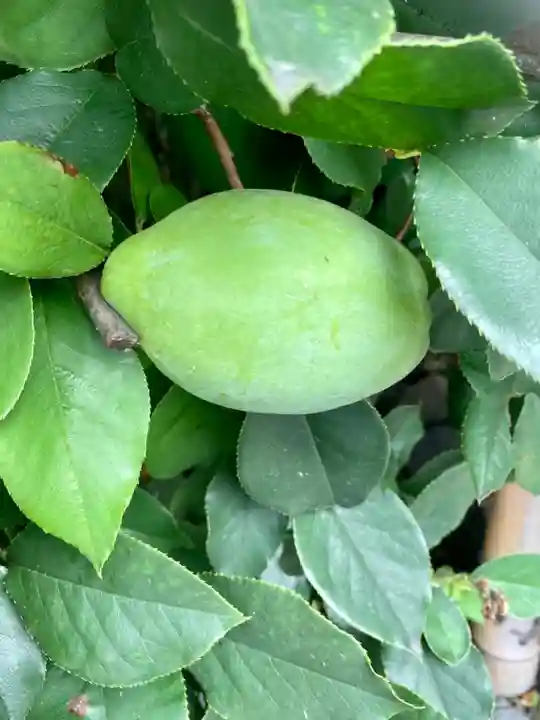 元祇園梛神社・隼神社の自然