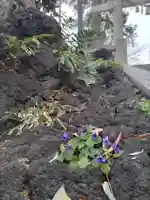 居木神社の自然