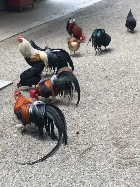 石上神宮の動物