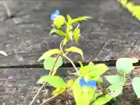 古町豊受大神宮の自然