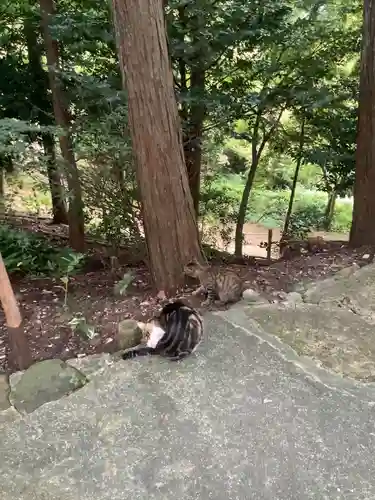 玉野御嶽神社の動物