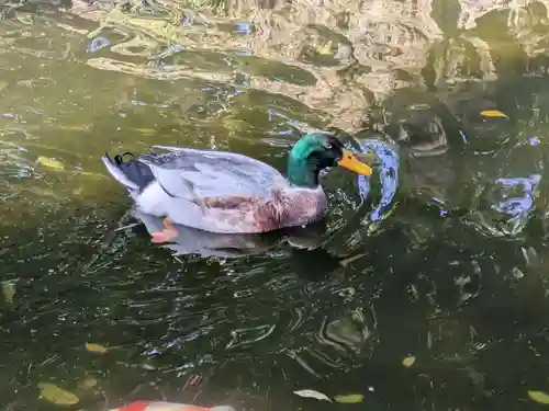 世田谷八幡宮(東京都)