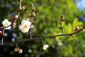 くまくま神社(導きの社 熊野町熊野神社)の自然 2022年03月09日(水)〜(2022年03月08日(火) 19時04分04秒投稿)