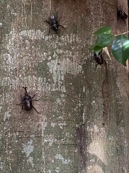 下野 星宮神社(栃木県)