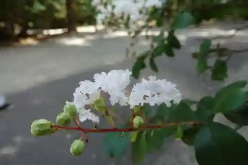 美濃國一宮　南宮大社の自然