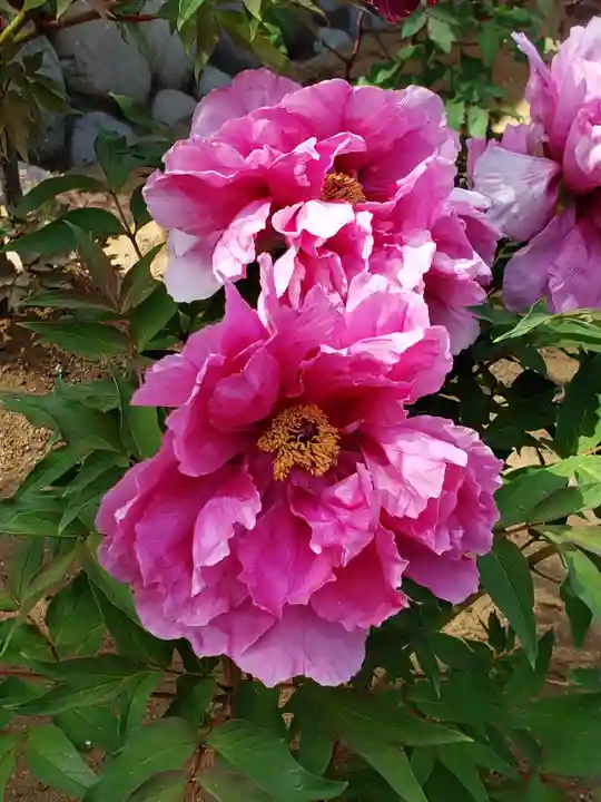 愛染院(東京都)