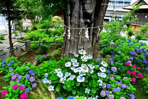 磐井神社(東京都)