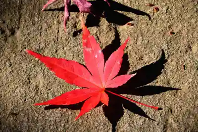 隠津島神社の自然
