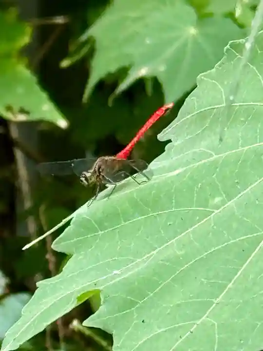 大乗寺(京都府)