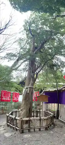 大宮八幡宮の自然