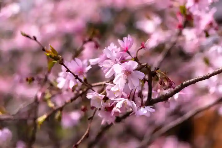 平野神社(京都府)