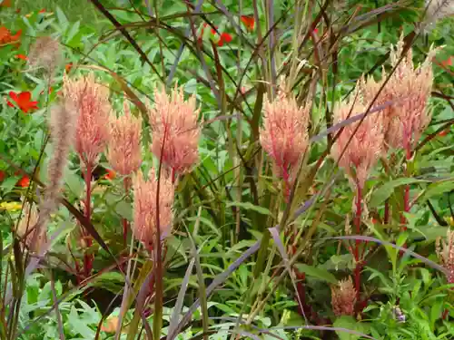 立志神社の自然