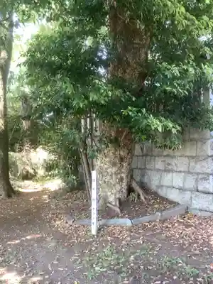 国玉神社・八劔社合殿の自然