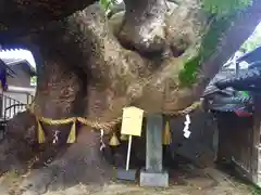 三島神社の自然