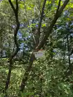 竜王山の小さな祠の自然