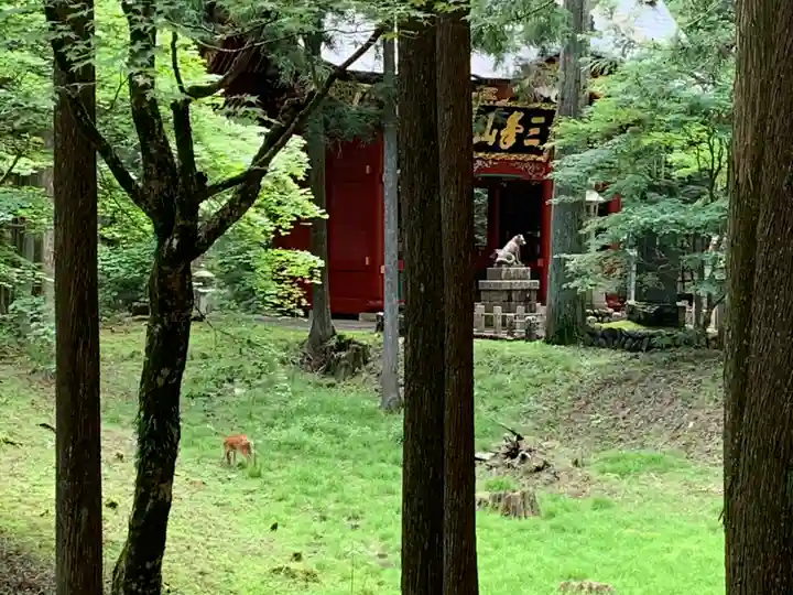 三峯神社の動物