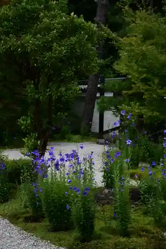 廬山寺（廬山天台講寺）の自然