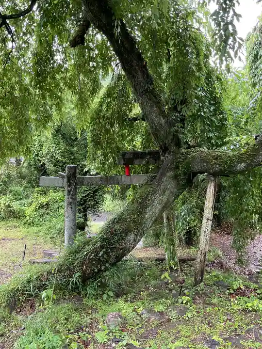 熊野神社の自然