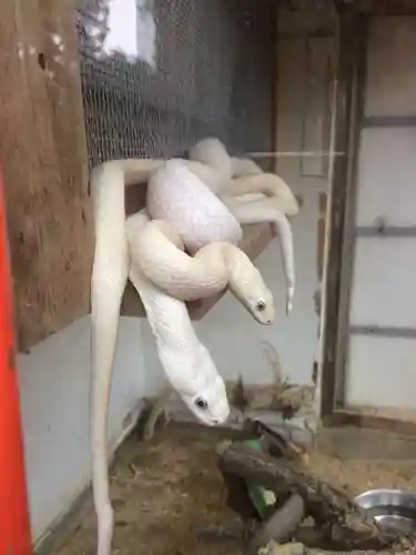 赤水蛇石神社の動物