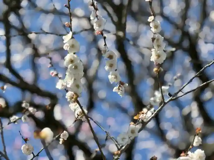 高麗神社の{uncategorized: "未分類", other: "その他", undefined: "問題あり", building: "その他建物", grave: "お墓", sacred_gate: "鳥居", guardian: "狛犬", statue: "像", buddha: "仏像", history: "歴史", nature: "自然", garden: "庭園", animal: "動物", pagoda: "塔", temizu: "手水舎", mountain_gate: "山門・神門", sanctuary: "本殿・本堂", subordinate: "末社・摂社", art: "芸術", scenery: "景色", jizo: "地蔵", ema: "絵馬", goshuin: "御朱印", omikuji: "おみくじ", items: "授与品その他", amulet: "お守り", goshuincho: "御朱印帳", eats: "食事", festival: "お祭り", votive_dance: "神楽", shichigosan: "七五三参", wedding: "結婚式", experience: "体験その他", initially: "初詣", around: "周辺", anti_infection: "感染症対策"}