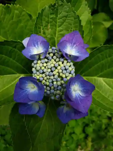白金氷川神社(東京都)