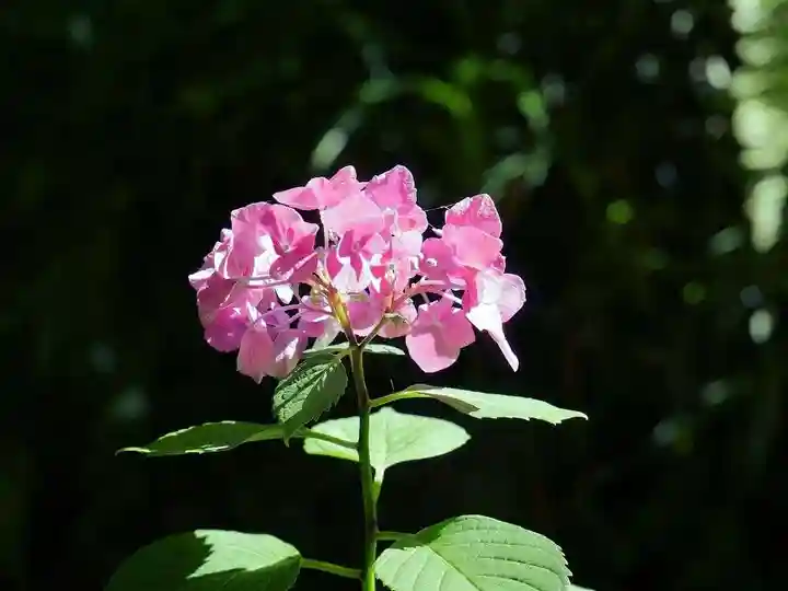 高幡不動尊 金剛寺の自然