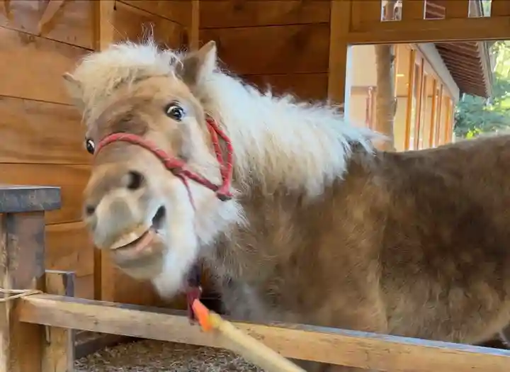 平塚八幡宮(神奈川県)