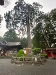 北口本宮冨士浅間神社の自然