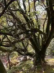 大日寺の庭園