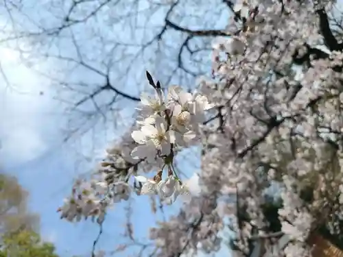 阿佐ヶ谷神明宮の自然