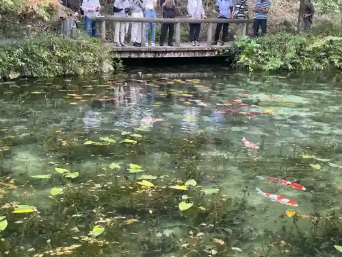 根道神社の{uncategorized: "未分類", other: "その他", undefined: "問題あり", building: "その他建物", grave: "お墓", sacred_gate: "鳥居", guardian: "狛犬", statue: "像", buddha: "仏像", history: "歴史", nature: "自然", garden: "庭園", animal: "動物", pagoda: "塔", temizu: "手水舎", mountain_gate: "山門・神門", sanctuary: "本殿・本堂", subordinate: "末社・摂社", art: "芸術", scenery: "景色", jizo: "地蔵", ema: "絵馬", goshuin: "御朱印", omikuji: "おみくじ", items: "授与品その他", amulet: "お守り", goshuincho: "御朱印帳", eats: "食事", festival: "お祭り", votive_dance: "神楽", shichigosan: "七五三参", wedding: "結婚式", experience: "体験その他", initially: "初詣", around: "周辺", anti_infection: "感染症対策"}