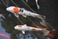 鈴鹿明神社の動物