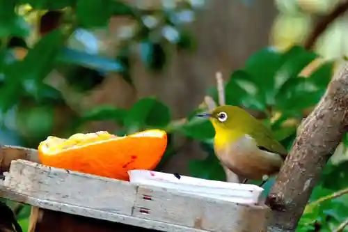三輪神社の動物