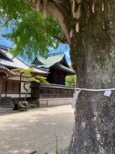 松原八幡神社の本殿・本堂