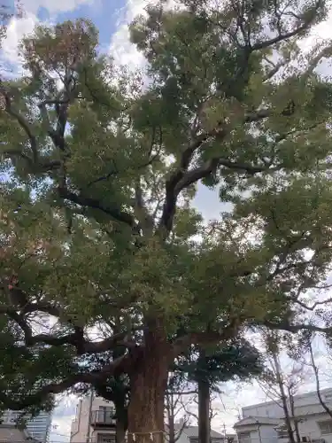 許麻神社(大阪府)