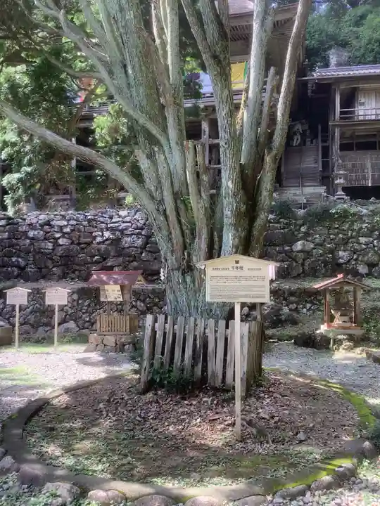 日龍峯寺(高澤観音)(美濃清水)の自然