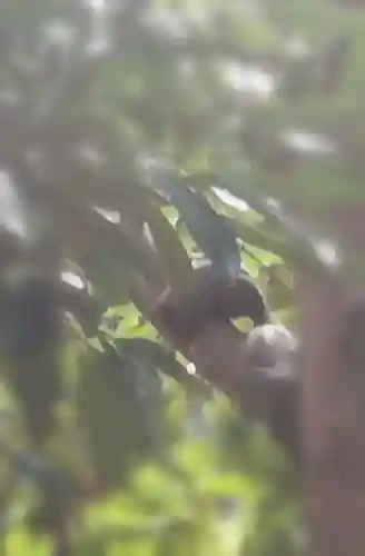 走水神社の動物