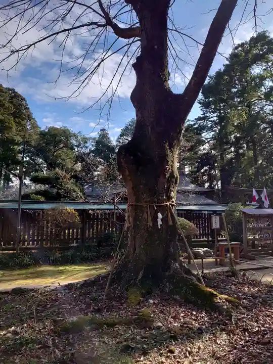 小御門神社の自然