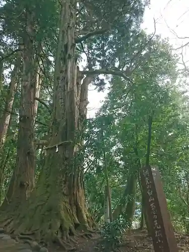 白山比咩神社の自然