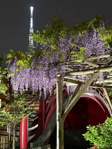 亀戸天神社(東京都)