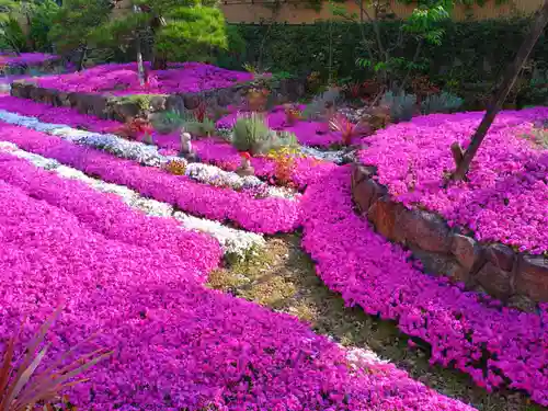 寿量山　速成寺(奈良県)